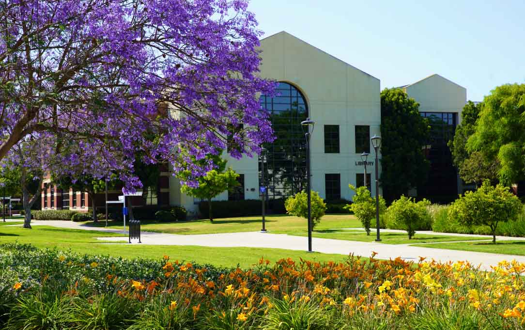 beautiful flowering tree and large building